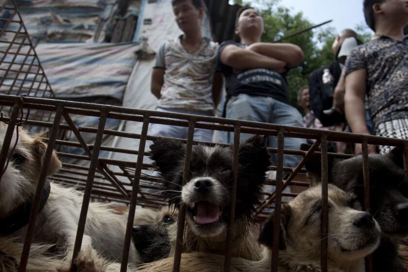 TOPSHOTS Vendors wait for customers to buy dogs in cages at a market in Yulin, in southern China's Guangxi province on June 21, 2015. The city holds an annual festival devoted to the animal's meat on the summer solstice which has provoked an increasing backlash from animal protection activists. CHINA OUT AFP PHOTOSTR/AFP/Getty Images ORG XMIT: