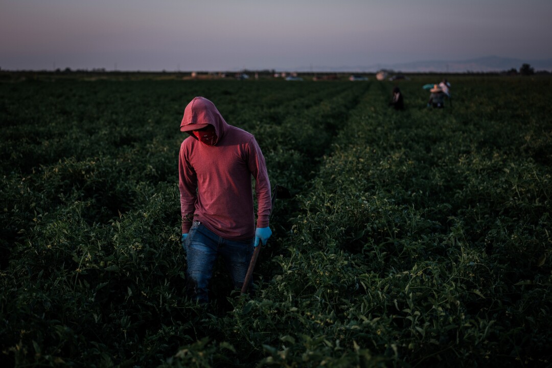 Farmworkers weed a tomato field in French Camp,