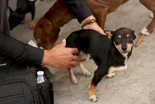 LOS ANGELES, CA - JANUARY 11, 2023 - - Veterinarian Dr. Kwane Stewart, known as, "The Street Vet,'' examines the back legs of Chico, owned by Kimberly McPeters-Guzman, in Skid Row in Los Angeles on January 11, 2023. Chico was injured recently and had two broken legs. Dr. Kwane said he would take care of it and would contact a fellow vet who works in Los Angeles. Dr. Kwane, from San Diego, visits Skid Row twice a month to treat the dogs and cats of the homeless. Dr. Stewart has more than twenty years of experience and is the founder of Project Street Pet, a nonprofit organization devoted to caring for the lives of the homeless. (Genaro Molina / Los Angeles Times)