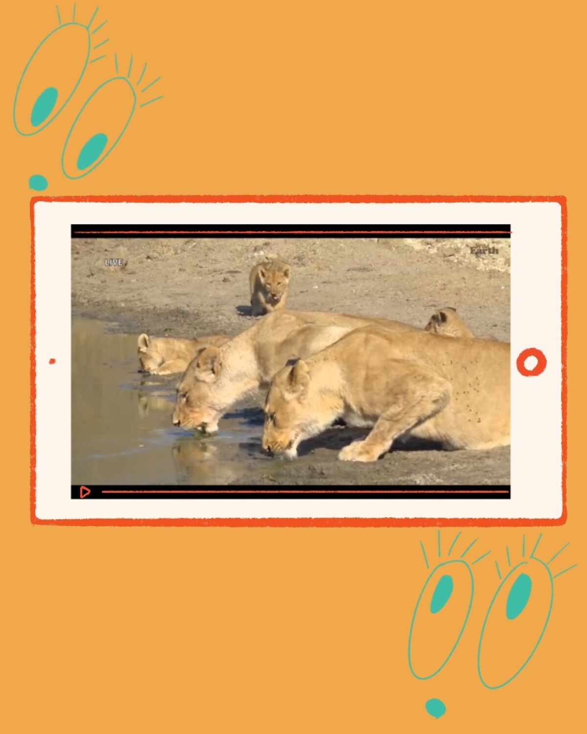SafariLIVE can take you on an expedition to see these cool cats in their natural habitat.
