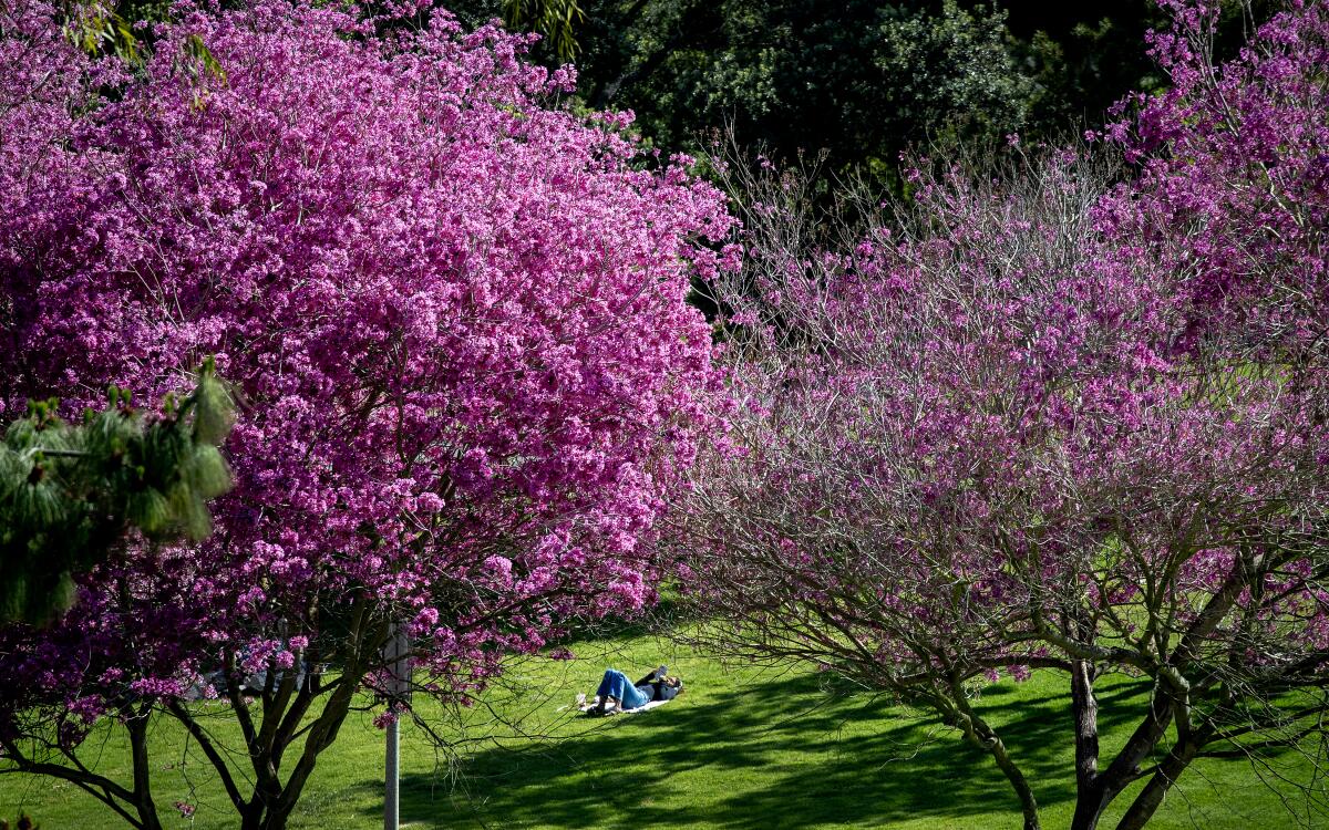 A person relaxes in grass near trees in pink bloom 