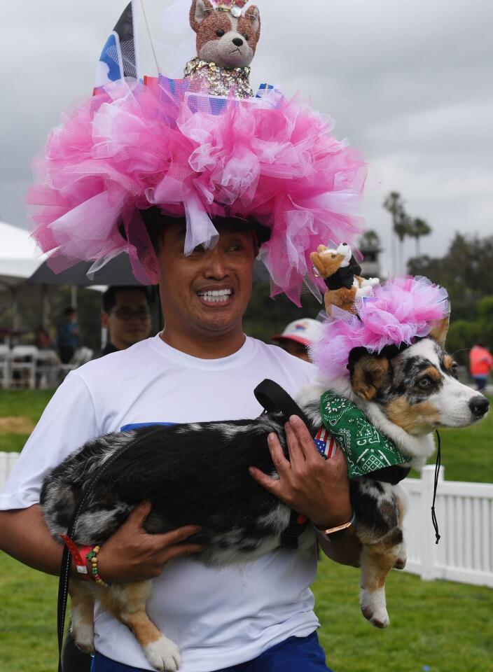 Corgi racing: Which fluffy pup will be champ at Santa Anita?