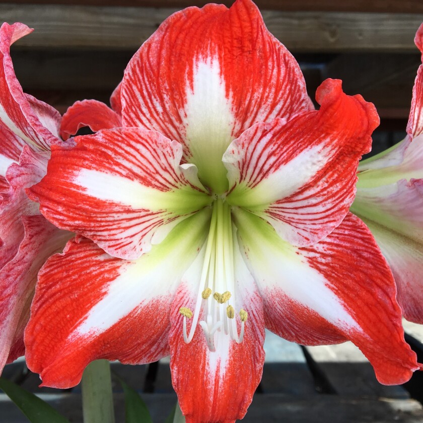 Trumpet Shaped Amaryllis Is Big Beautiful And Easy To Grow The San Diego Union Tribune
