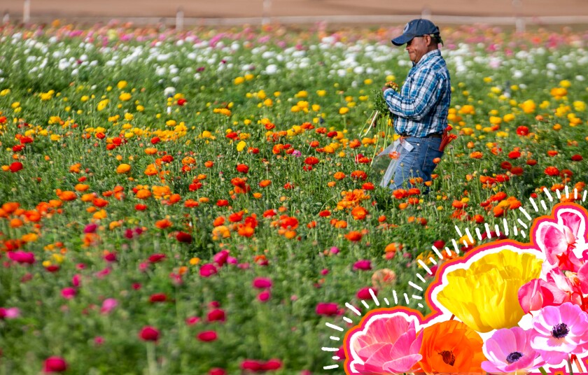 A man in plaid shirt with gardening tools in a back pocket walks among flowers.