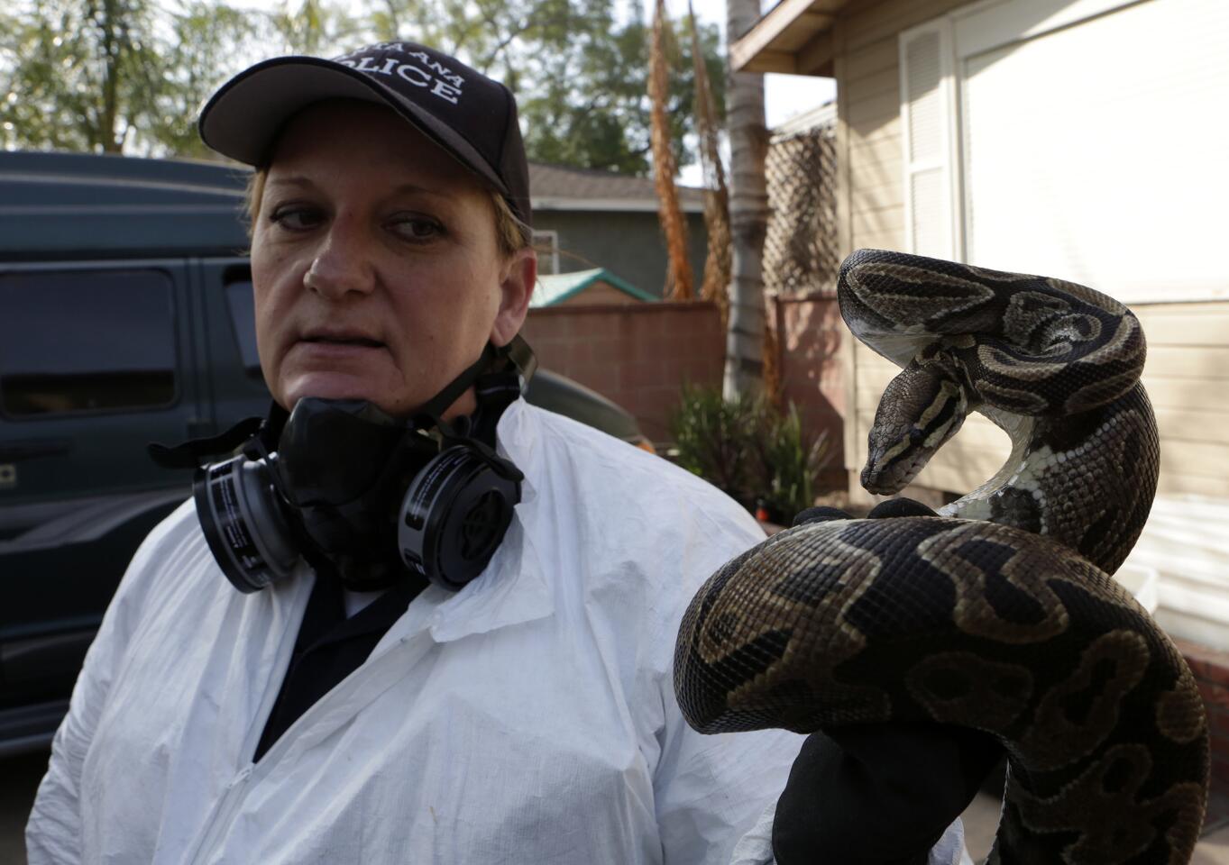 Snakes found in Santa Ana home