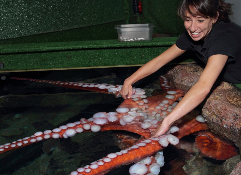 Monterey Bay These Cuttlefish Octopus Star In Aquarium S New Show Los Angeles Times