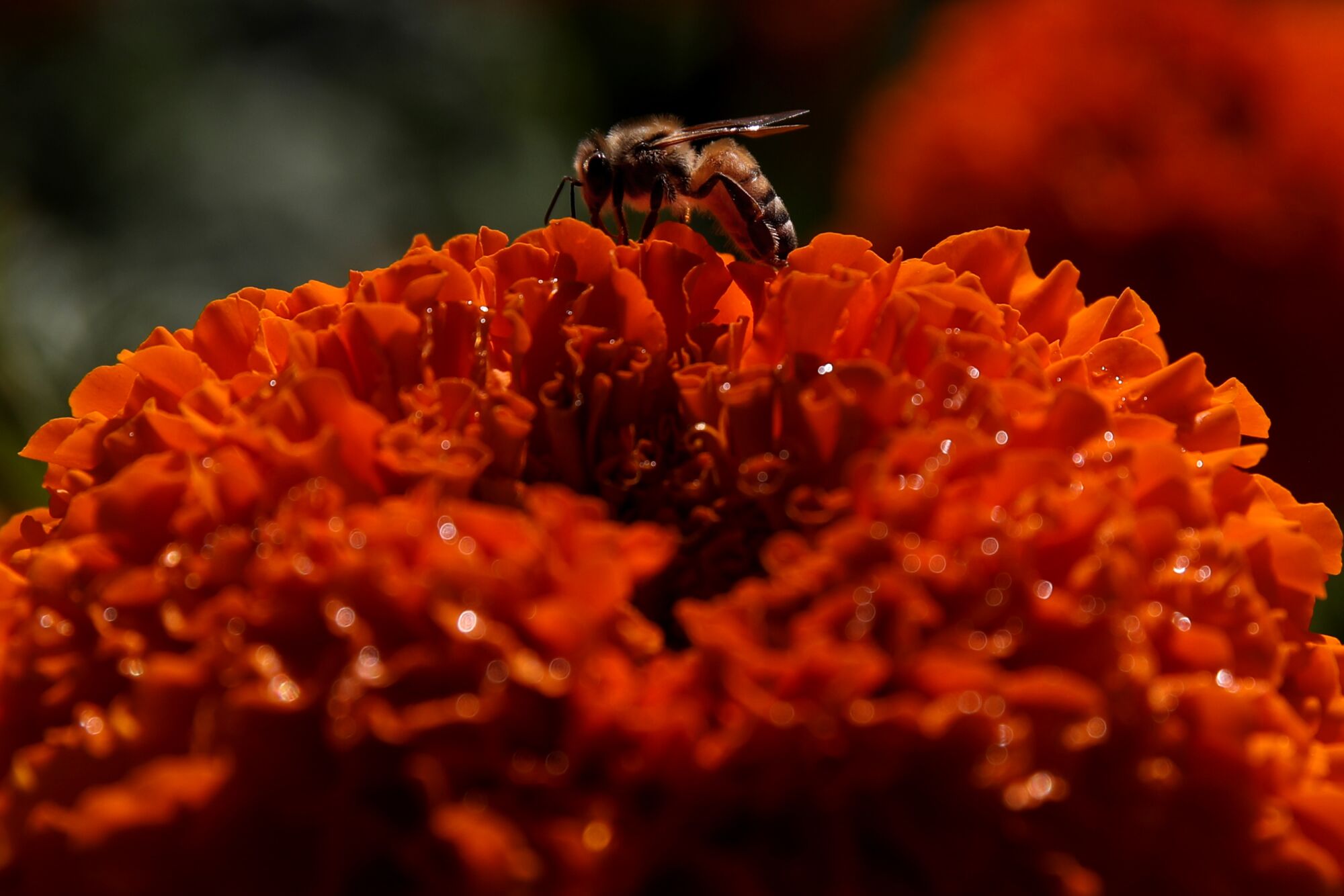 Une abeille est assise sur un souci.
