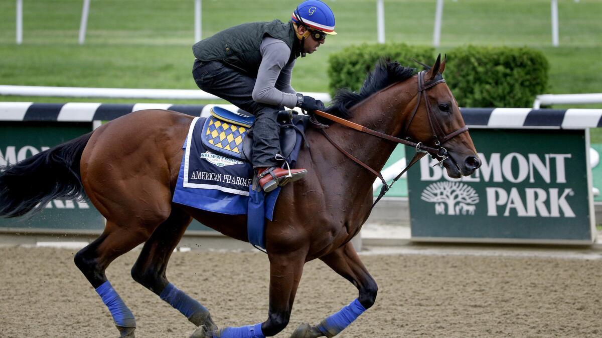 Kentucky Derby and Preakness winner American Pharoah is taken through a workout by exercise rider Jorge Alvarez on Thursday at Belmont Park.
