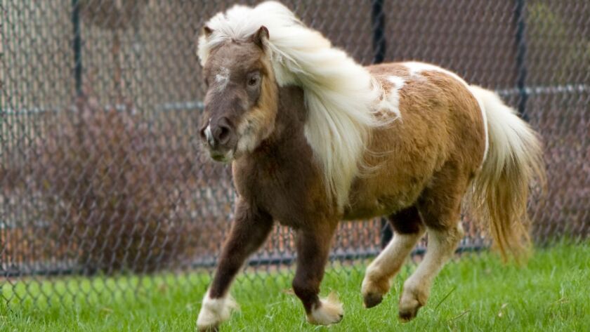 Miniature Horses And Donkey Fatally Mauled By Dogs At San Jose Zoo