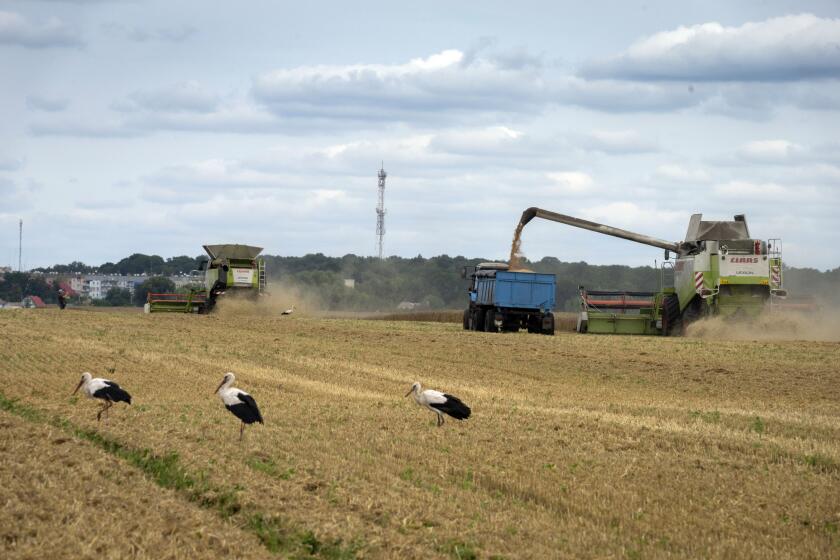 Storks walk in front of harvesters in a wheat field in the village of Zghurivka, Ukraine, Tuesday, Aug. 9, 2022. Before the war, Ukraine was seen as the world's bread basket, exporting 4.5 million tons of agricultural produce a month through its ports. Millions of tons of grain have been stuck due to Russian blockages since February. Under a deal brokered by Turkey and the UN last month, Russia agreed not to target ships in transit, and grain ships started to leave Ukraine as hopes grow for export stability. (AP Photo/Efrem Lukatsky)