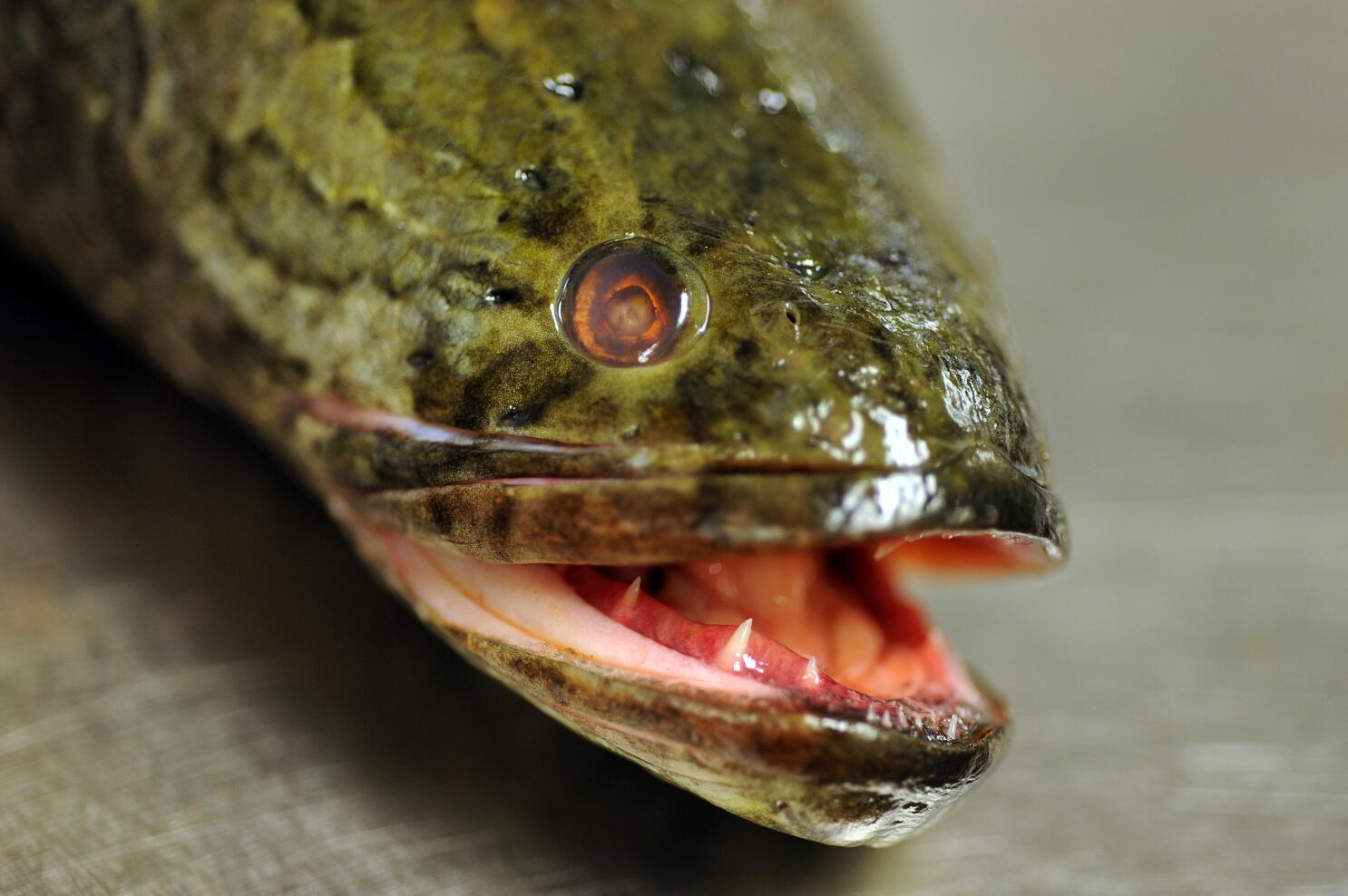 Air-breathing snakehead fish has N.Y. environmental officials on