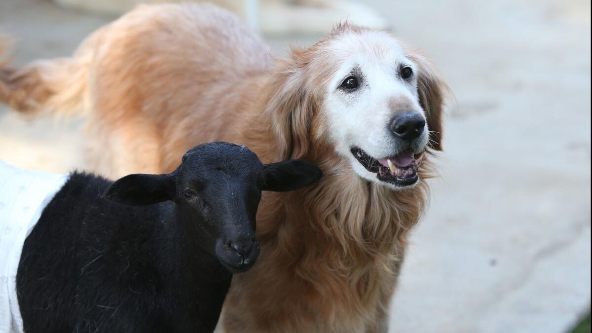 A lamb stands next to an older golden retriever at the Modjeska Ranch Rescue. A fundraiser to help the program, which is run out of the home of Nor and Greg Killingsworth, will take place Sept. 22.