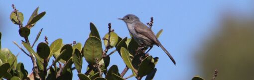 A California gnatcatcher, observed during the 2020 City Nature Challenge, an international biodiversity event.