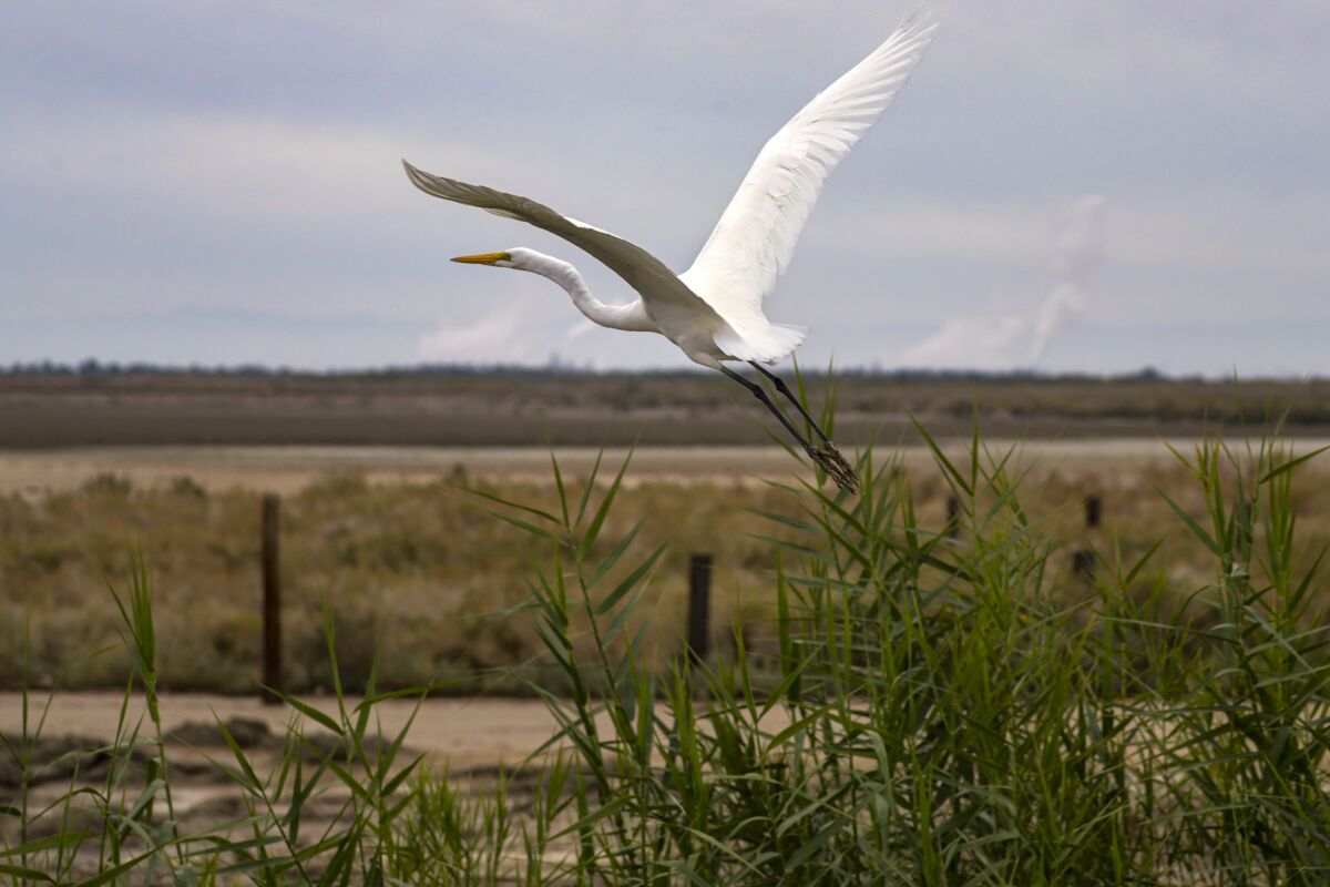 An egret takes flight from marshland at the Salton Sea. 