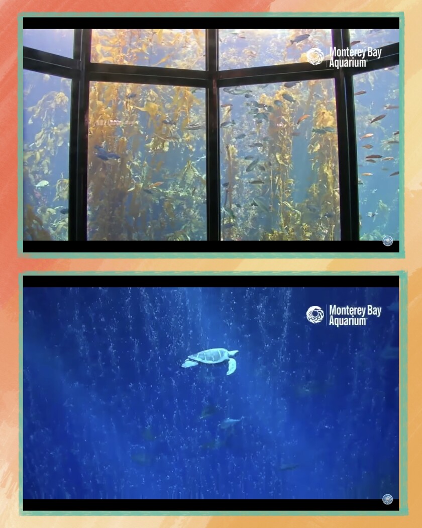 The Monterey Bay Aquarium YouTube channel offers “MeditOcean” meditations to get you through the year.