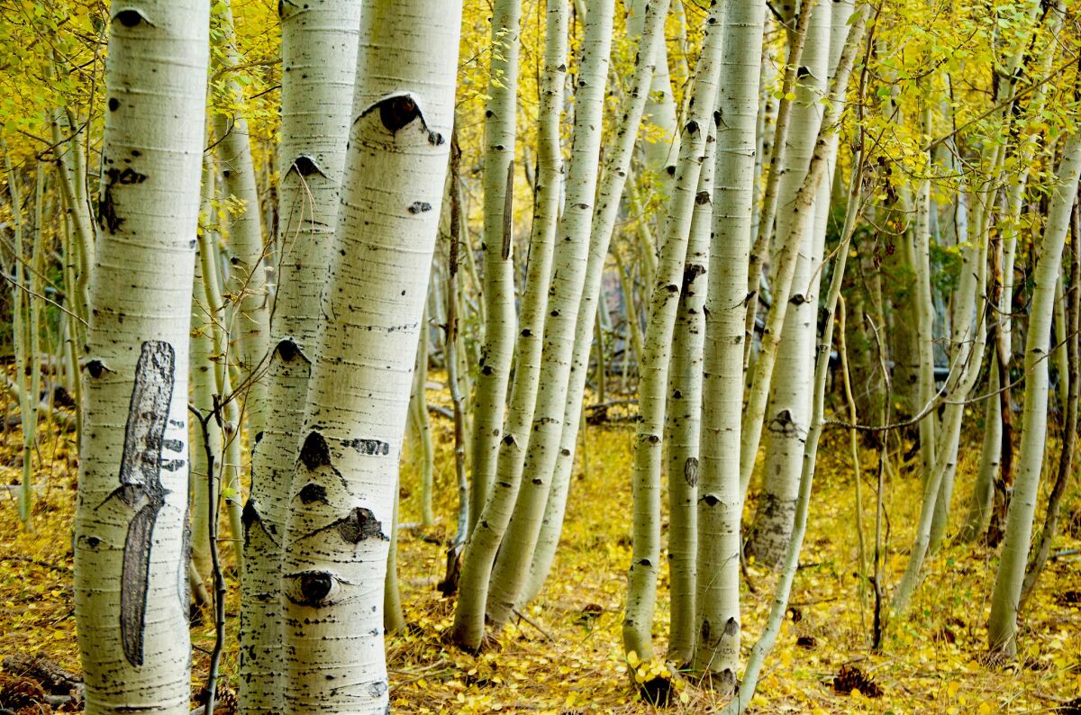 To see nearby fall colors later this season, head to aspen groves in the San Bernardino National Forest near Big Bear Lake.