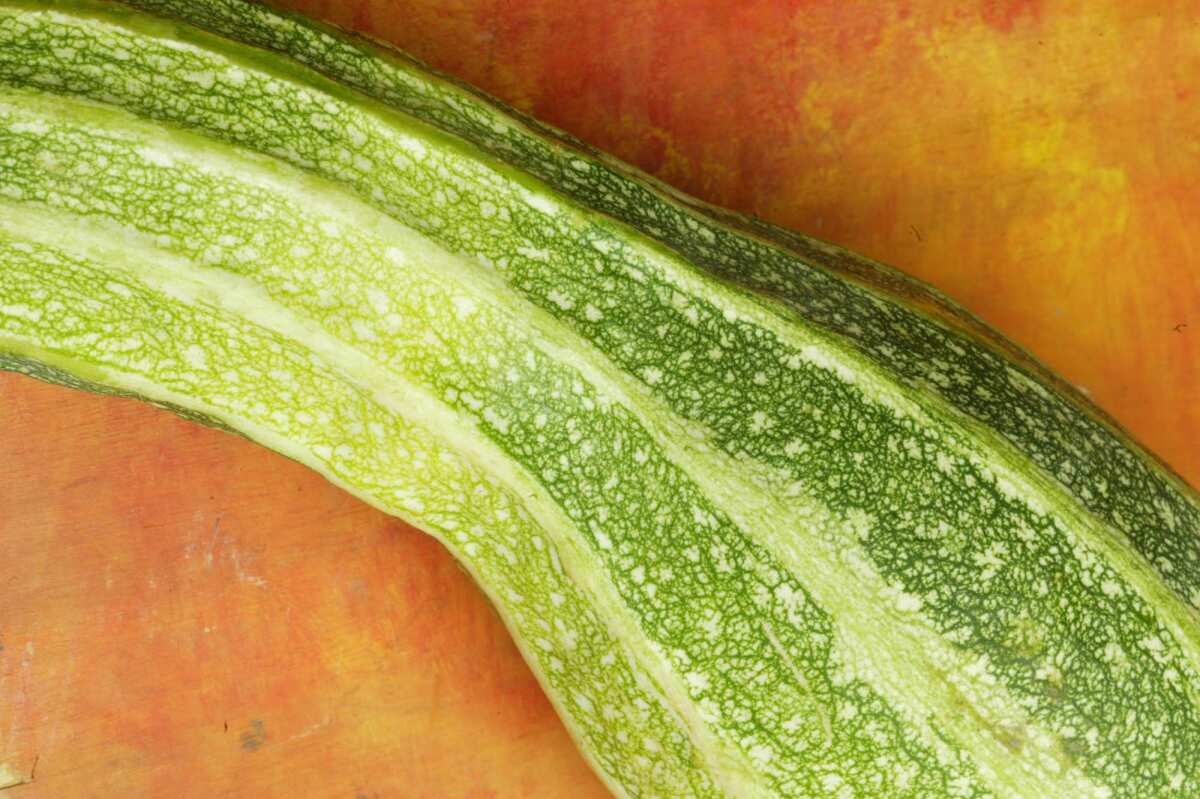 Pictured is a zucchini used to make zucchini chips with skordalia.