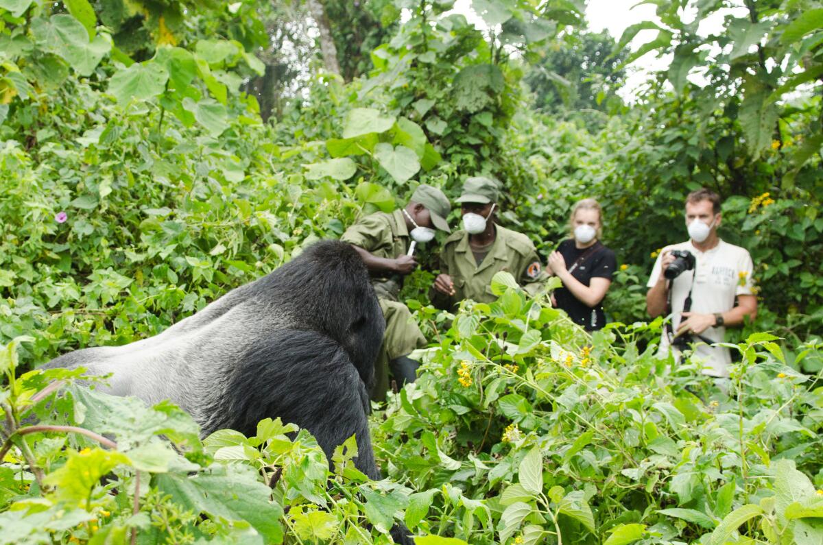 The Democratic Republic of Congo's Virunga National Park, one of the oldest in Africa, brings visitors remarkably close to wild gorillas.