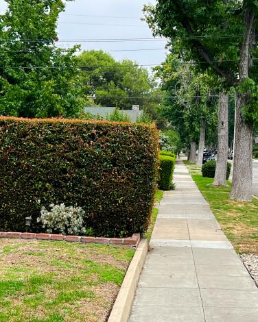 A tall green hedge next to a sidewalk