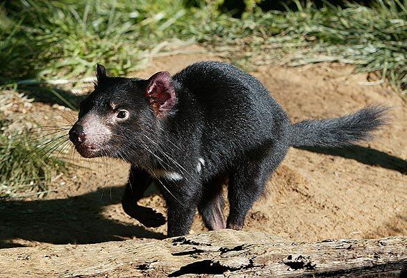 Tasmanian devil