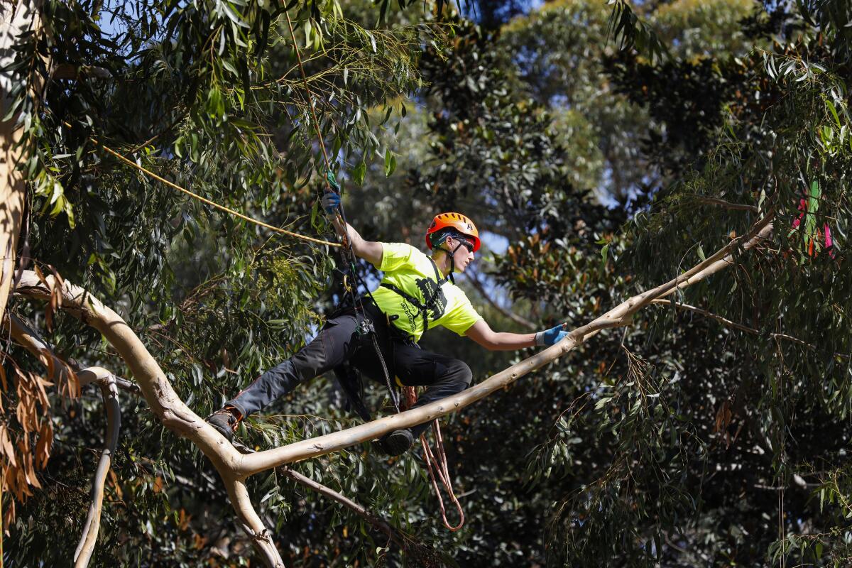 Internationally known tree climbing competitor Krista Starting, of Ontario, Canada, makes her way to the first of four targets she must touch in an eucalyptus tree (the target can be seen on the far right) during the finals of The International Society of Arboriculture North American Tree Climbing Competition in Balboa Park.