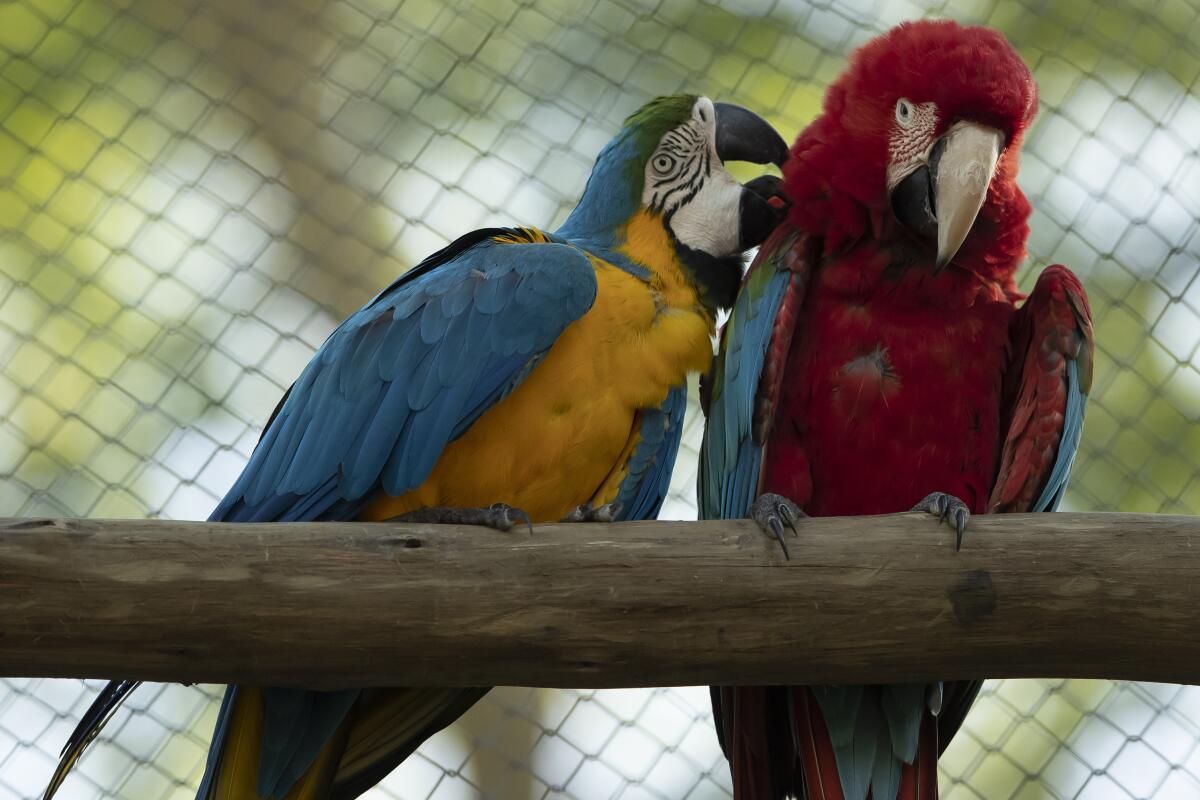 Macaws inside an enclosure at Rio de Janeiro's zoo.