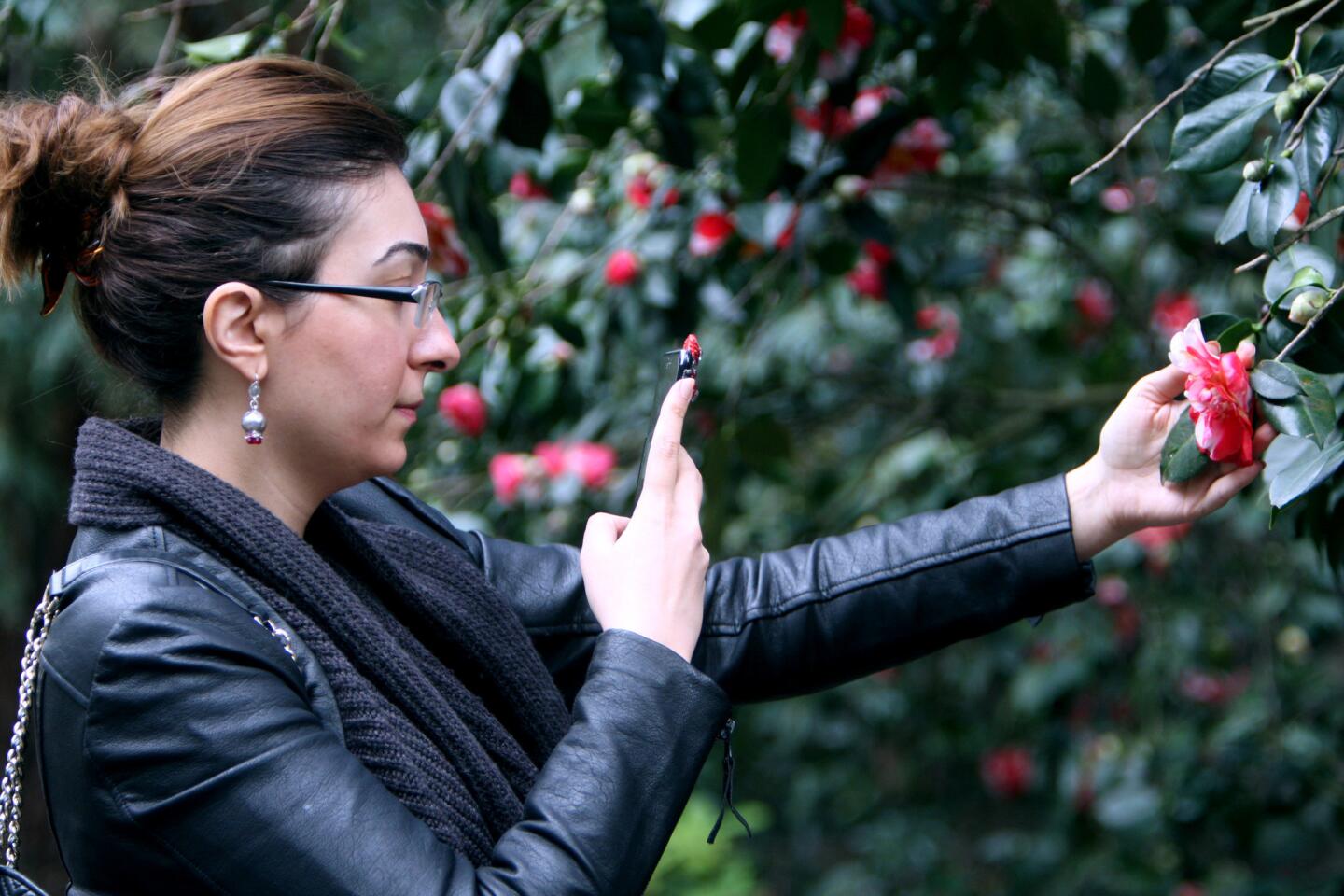 Ani Akobyan of Tujunga takes a photo of a Camellia japonica "Gigantea" during the annual Camellia Festival at Descanso Gardens in La Cañada Flintridge on Saturday, Feb. 11, 2017. The two-day festival includes tea tasting, performances and tours of the gardens.