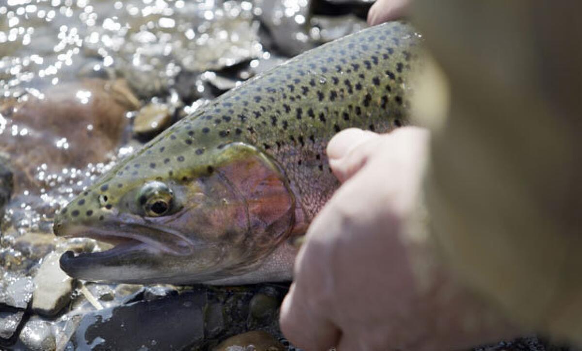 In this March 13, 2012, photo, Chris Melohusky releases a steelhead trout he caught in Buffalo Creek during the warm winter weather in Elma, N.Y. A new report from the National Wildlife Federation says that warm temps and low snowpack could adversely affect trout and fishing.