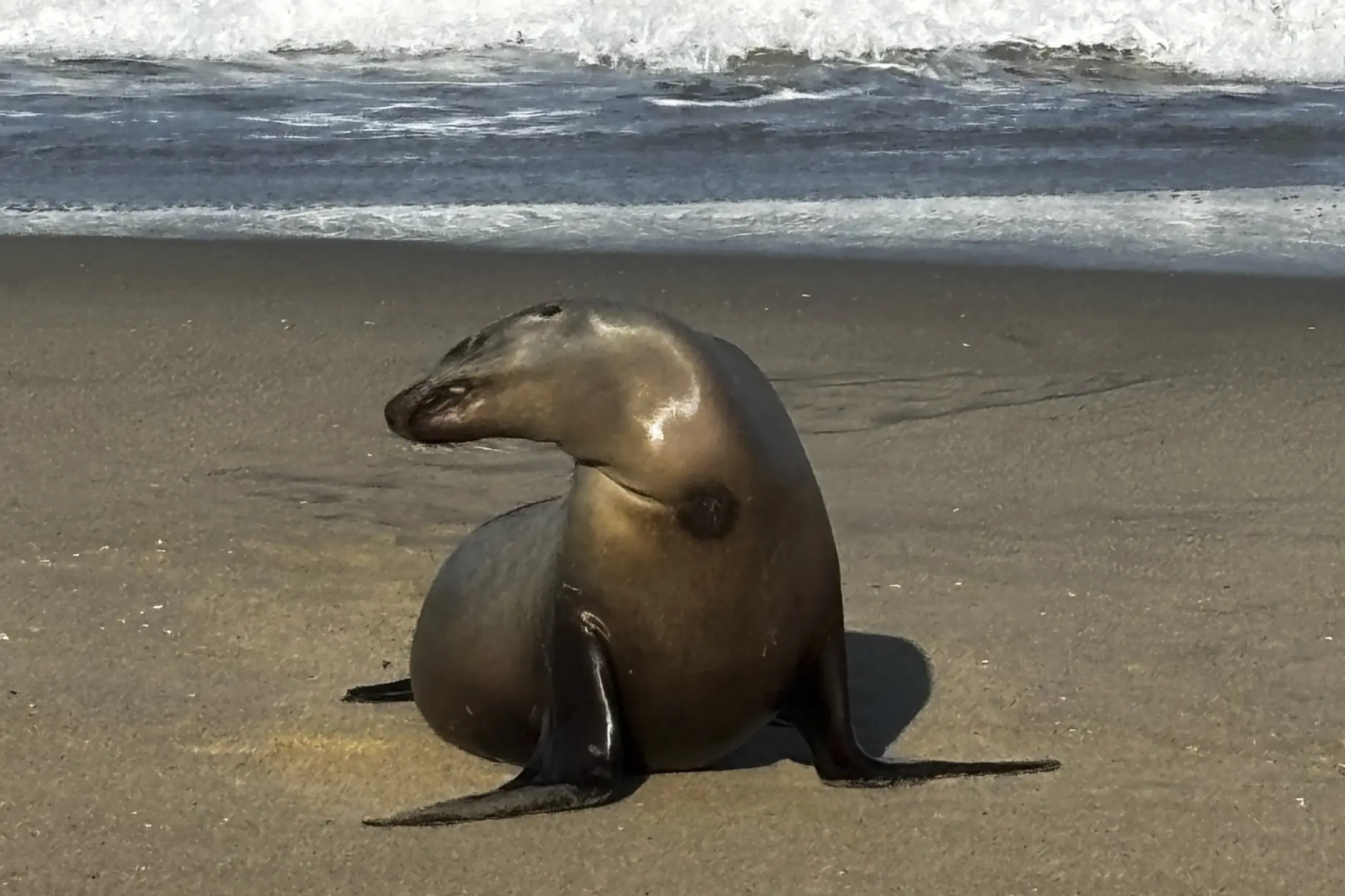Trump administration cuts to NOAA threaten efforts to save sea lions from toxic plankton A sea lion rests on the sand in Redondo Beach. (Corinne Purtill/Los Angeles Times)