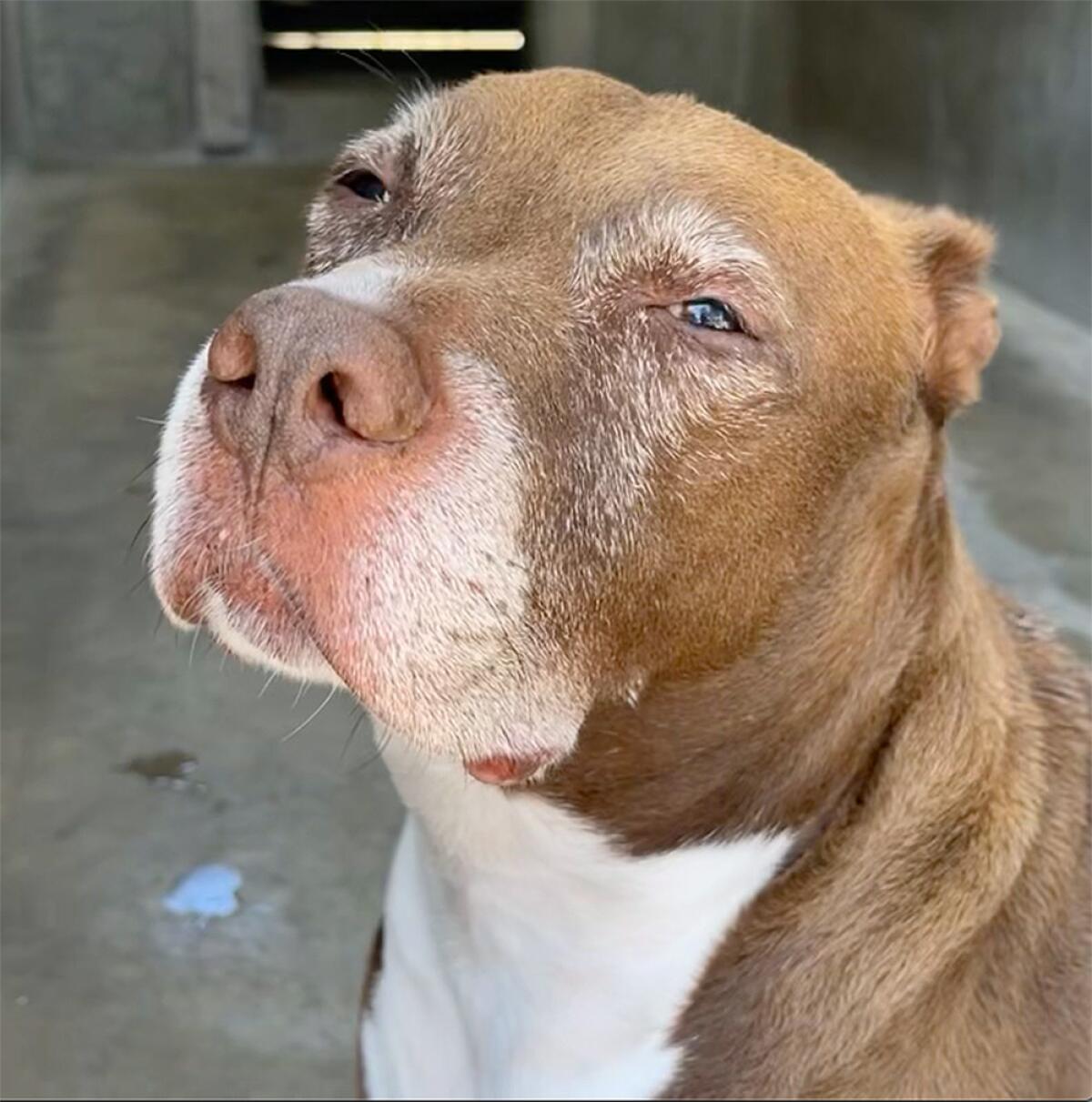 A dog sits in his kennel at an animal shelter.