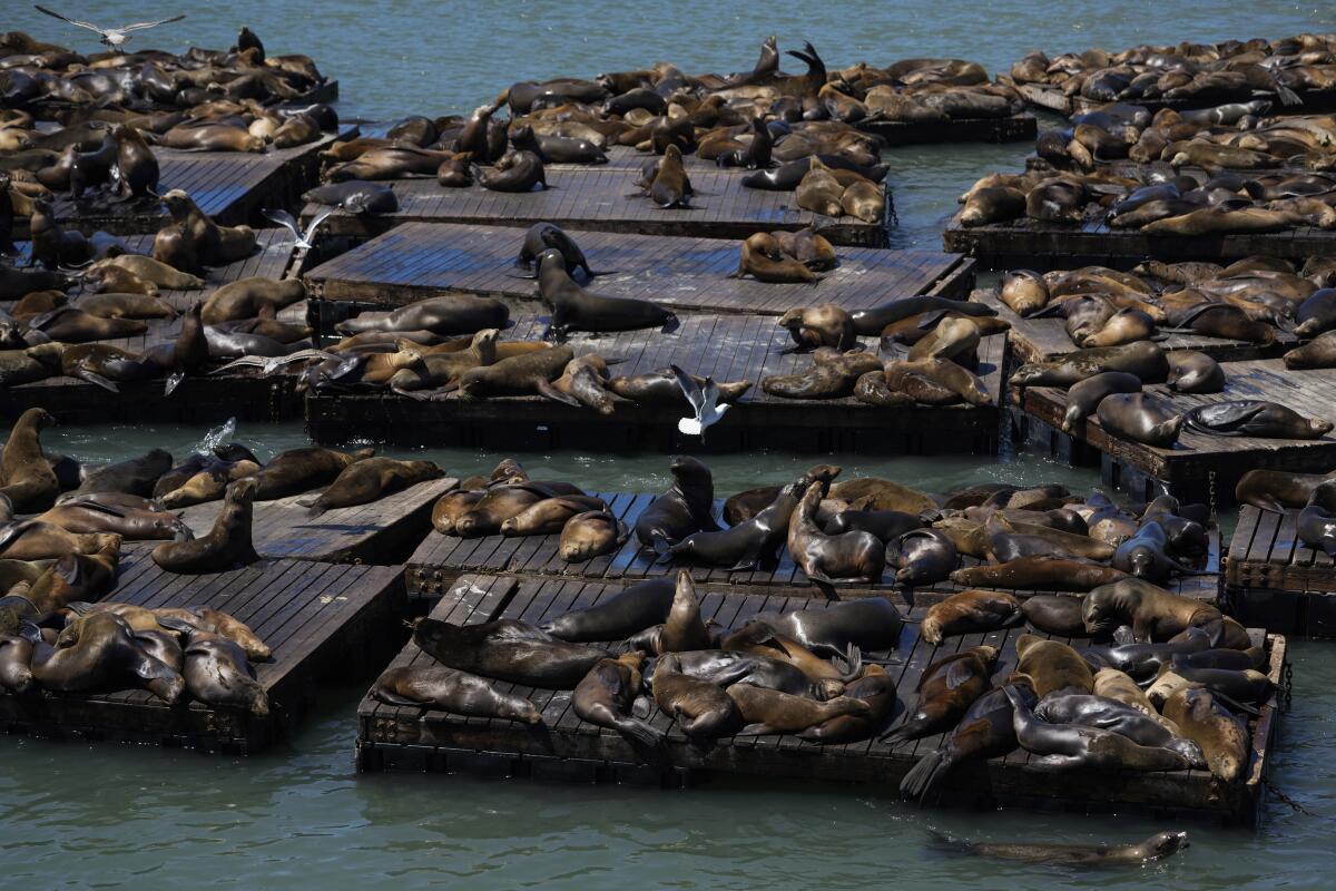 Sea lions are clustered on rafts in San Francisco.