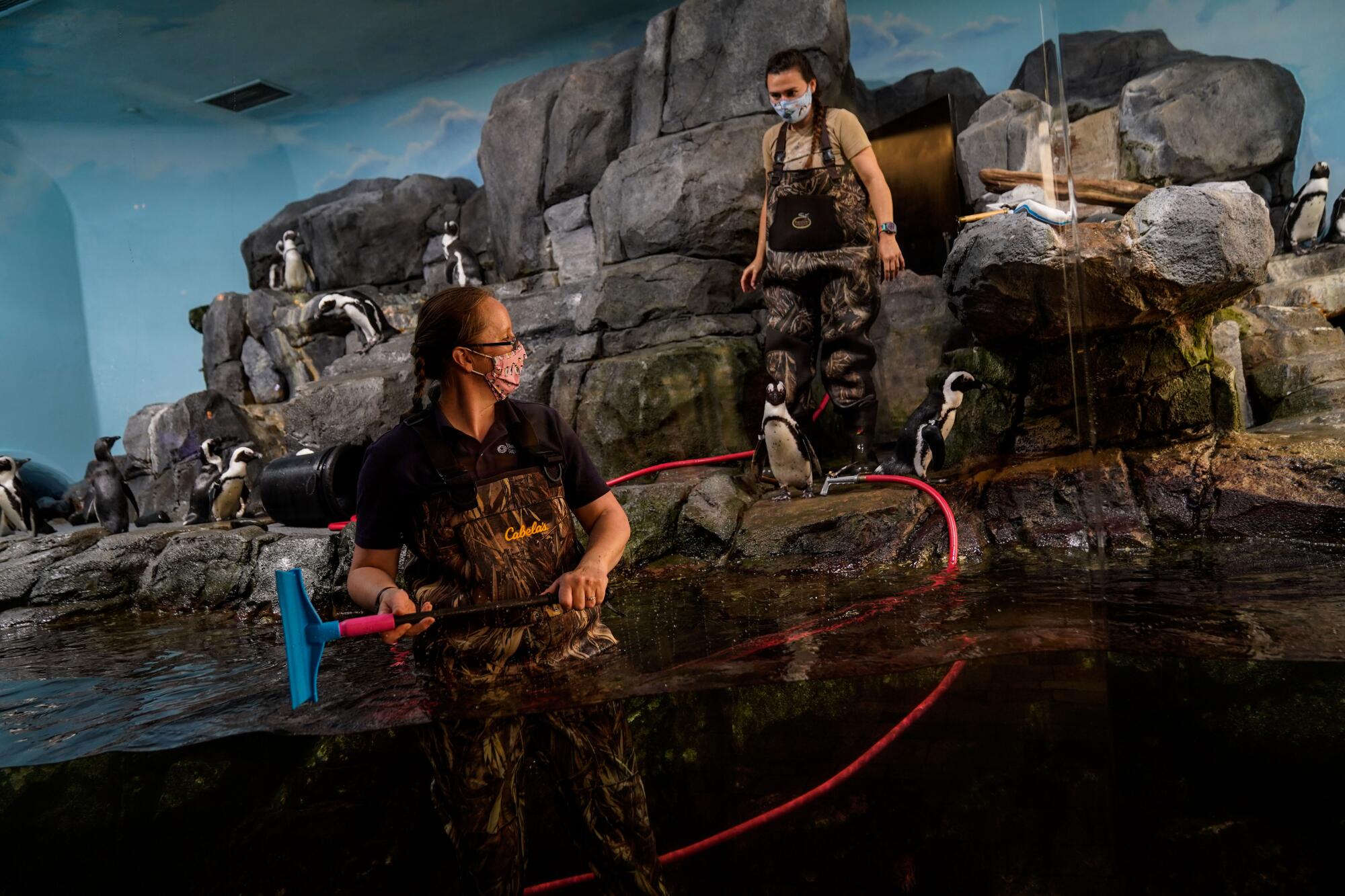Aquarium workers in masks and waders stand in the water and on the rock outcropping in a penguin enclosure at Monterey Bay