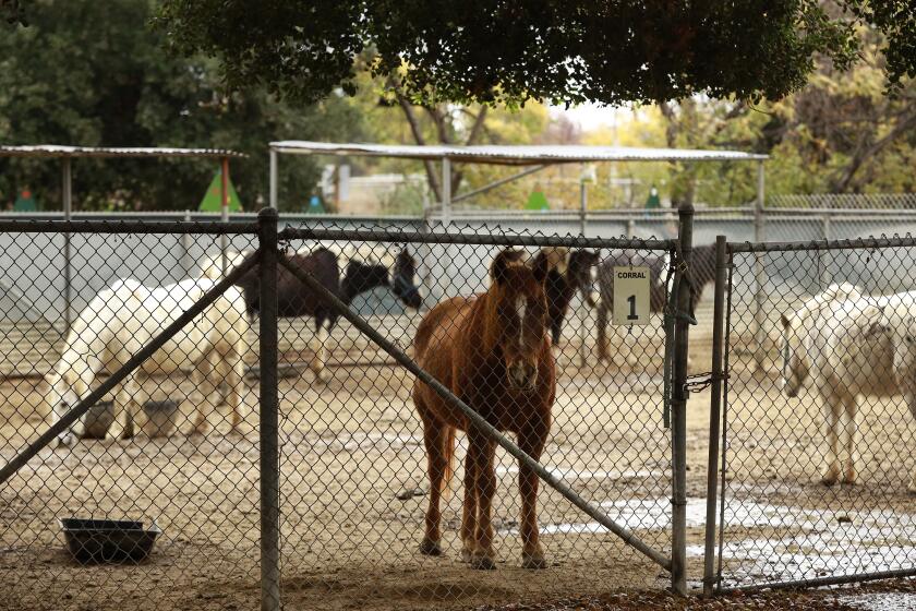 LOS ANGELES, CA - DECEMBER 09: Pony's resting in their enclosure at the Griffith Park Pony Rides on a rainy Thursday. The city of Los Angeles advanced a plan to hire an equestrian expert to assess the well-being of the horses used at the Griffith Park Pony Rides in response to allegations from activists who are calling for a ban of the practice. The motion was made by Councilmember Nithya Raman and Paul Koretz Tuesday and now goes before the full council. Griffith Park Pony Rides on Thursday, Dec. 9, 2021 in Los Angeles, CA. (Al Seib / Los Angeles Times).