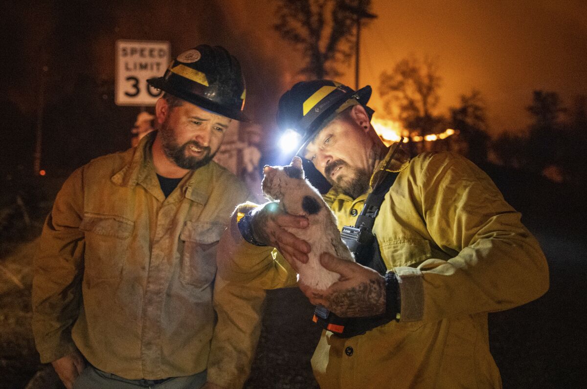 Firefighters examine an injured kitten.
