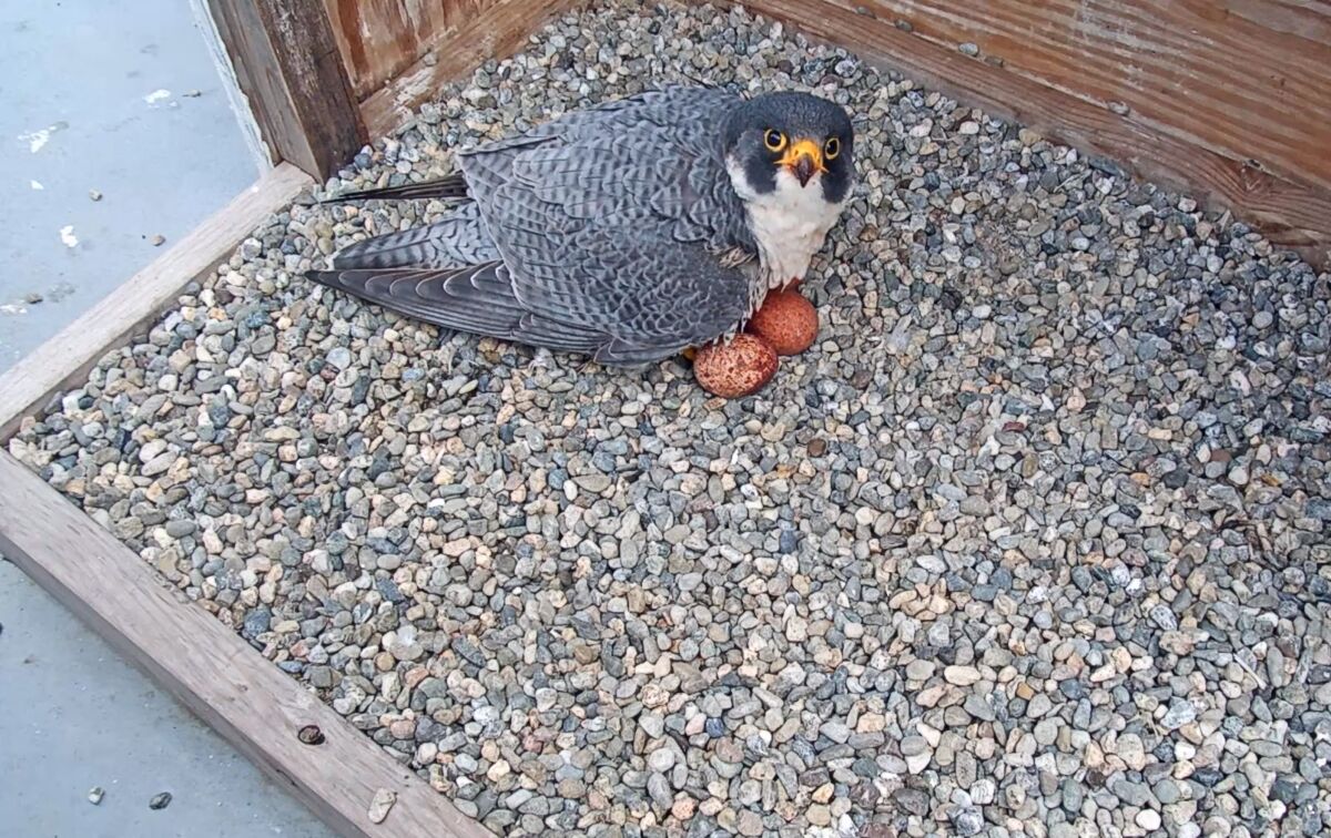 A falcon sits on eggs.