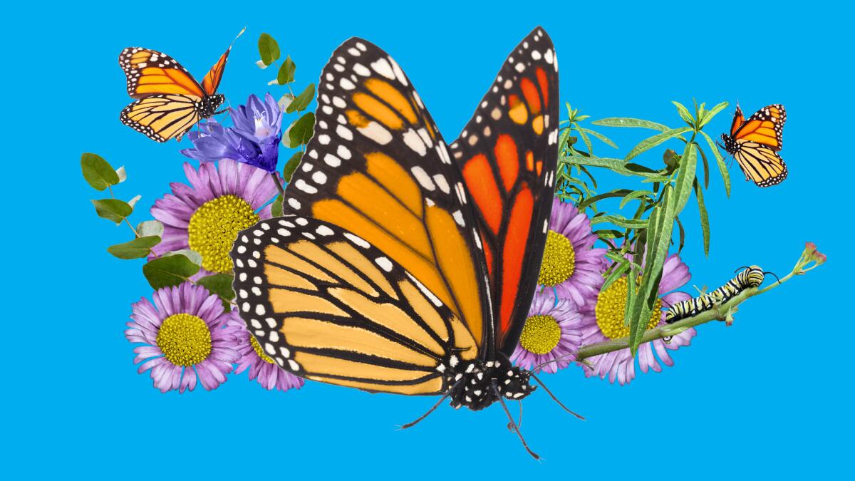 A collage of monarch butterflies and California native plants