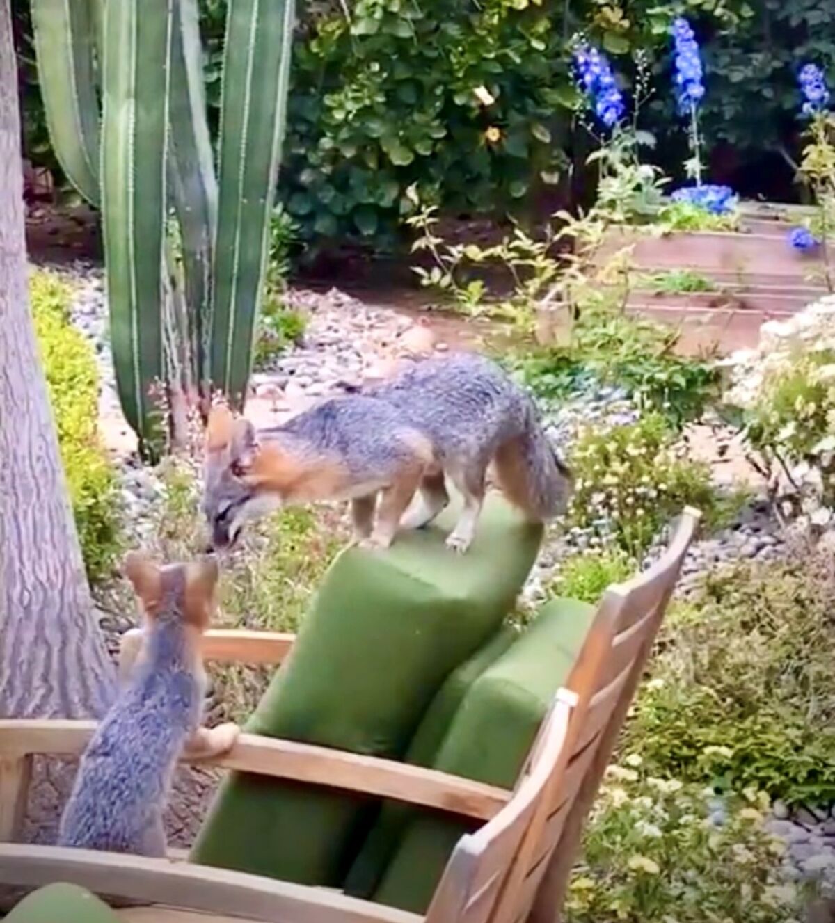 A still shot from video of a mother fox and four kits in a La Jolla yard where they stayed for two weeks before moving on.