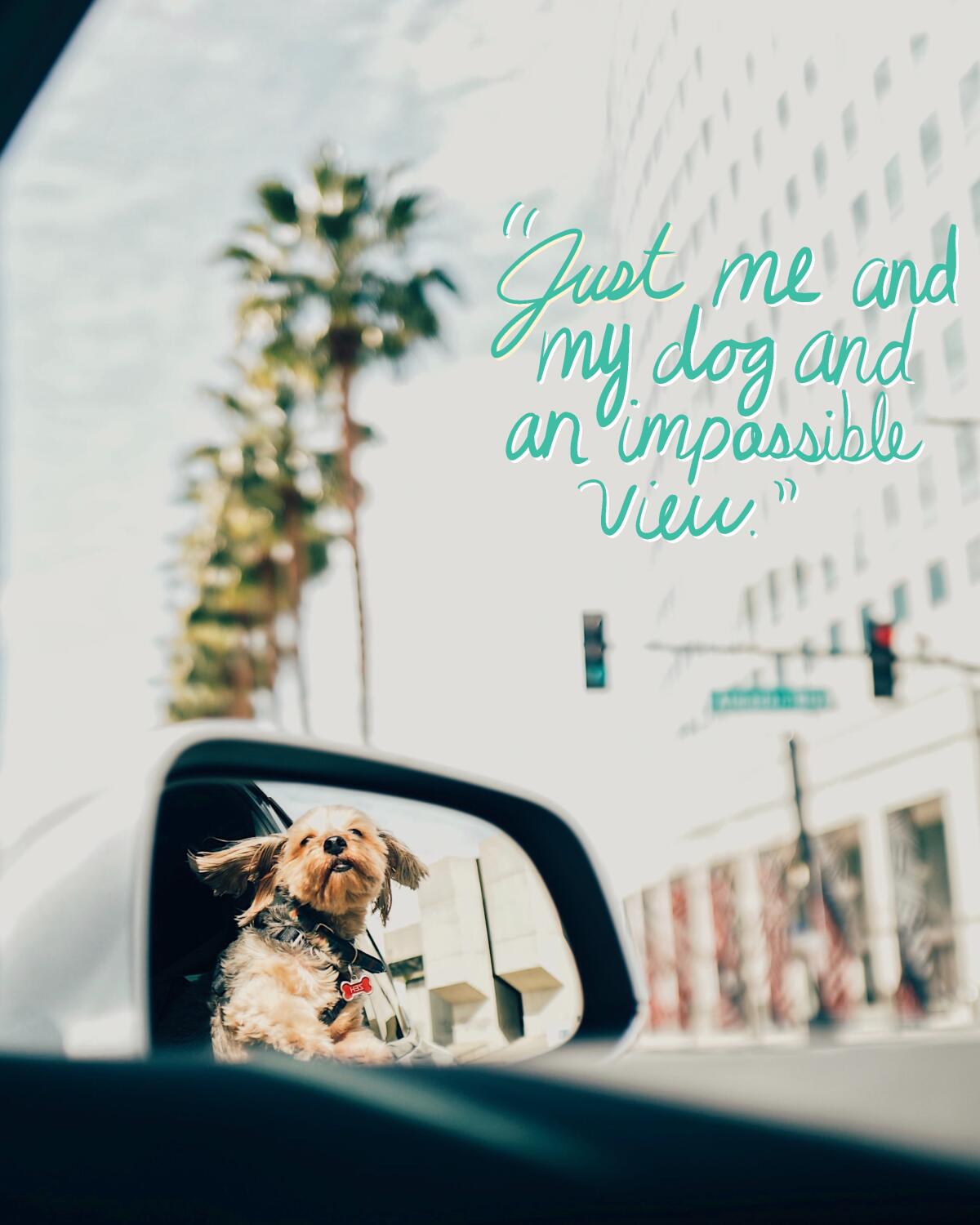 Lyrics from boygenius' “Me & My Dog” paired with photo of dog in a car.