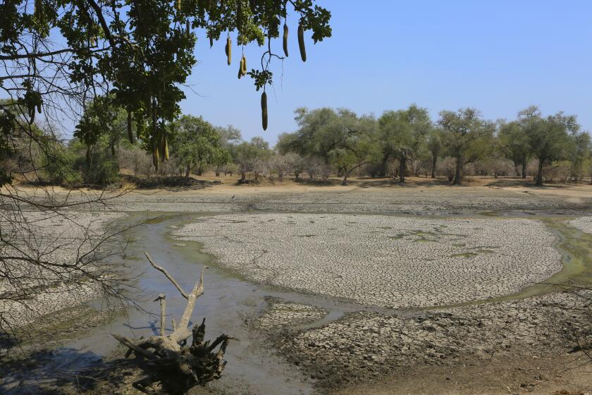 FILE - A sun baked pool that used to be a perennial water supply is seen in Mana Pools National Park, Zimbabwe on Oct. 27, 2019. Malawi has declared a state of disaster over drought in 23 of its 28 districts and the president says it urgently needs more than $200 million in humanitarian assistance, the latest country in the region to have its food supply crippled by a severe dry spell that's been linked to the El Niño weather phenomenon. The announcement by Malawian President in a speech Saturday March 23, 2024 night came less than a month after neighboring Zambia declared a national disaster over drought and called for help. A third country, Zimbabwe, has also seen much of its crops decimated and is considering following suit and declaring a drought disaster. (AP Photo/Tsvangirayi Mukwazhi, File)