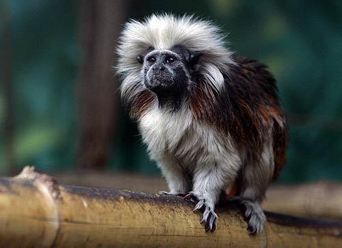 A cotton-top tamarin scurries about its enclosure at the Santa Ana Zoo.