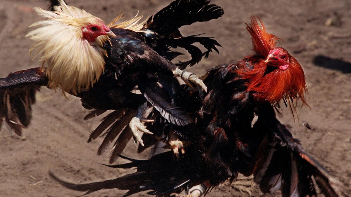 Fighting cocks, trained from birth to battle and kill, flail at each other in Compton in this file photo from 2002.