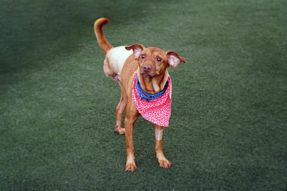 Dante, rescued out of Texas, is available for adoption from the San Diego Humane Society.