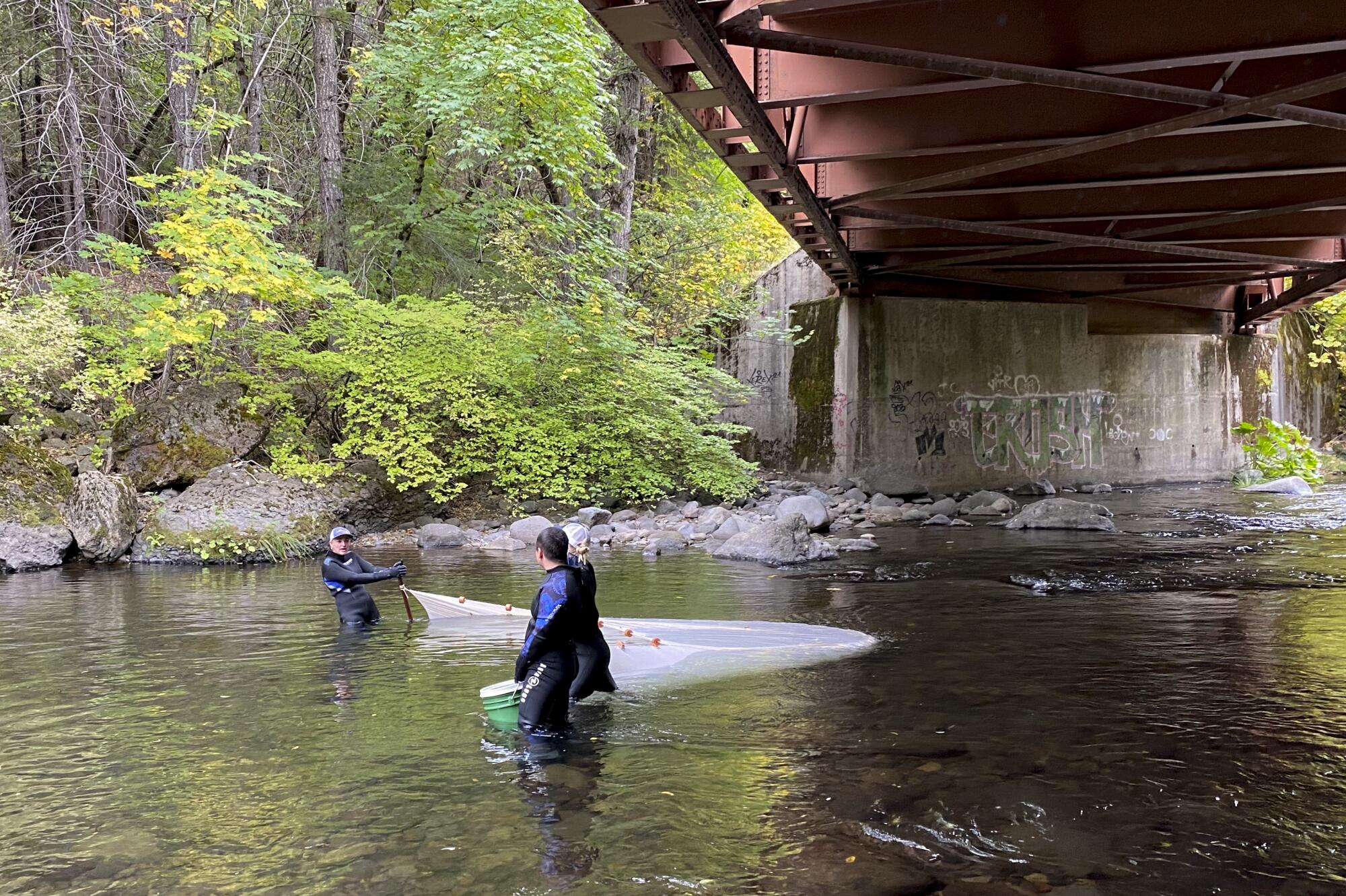 California biologists collect young spring-run Chinook salmon.