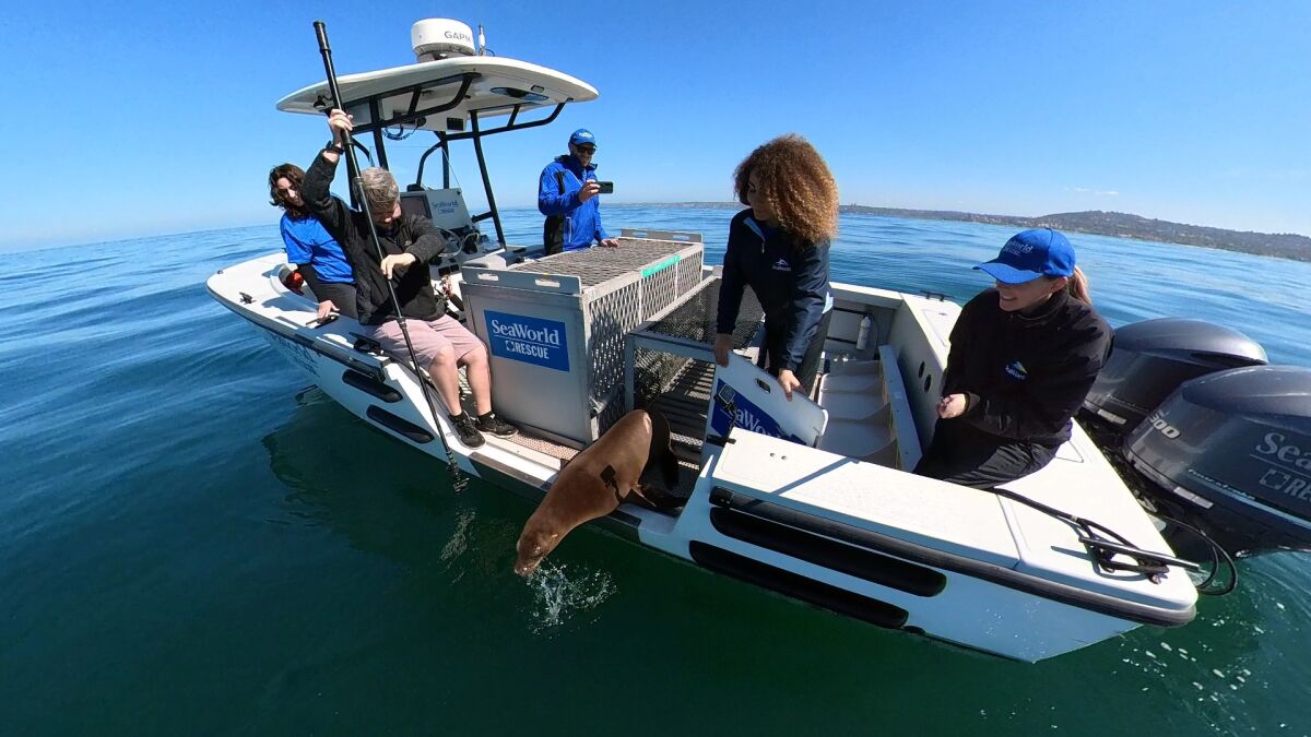 The SeaWorld San Diego Rescue Team releases a rehabilitated sea lion from La Jolla Cove back into the wild.