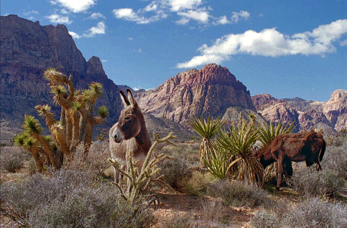 Scores of wild burros roam the Red Rock Canyon Conservation Area below the Spring Mountains near Las Vegas. Burros are thought to have come to North America in the 16th century. As sure-footed as mules and almost as strong as horses, burros were considered better tempered and easier to keep.