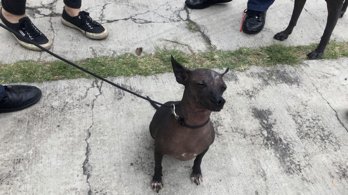 With its aloof attitude, squinty eyes and warm, waxy skin, the Xoloitzcuintle is off-putting to many. But in Mexico, where the Aztecs once believed them to be sacred, the Xolo is having a moment.