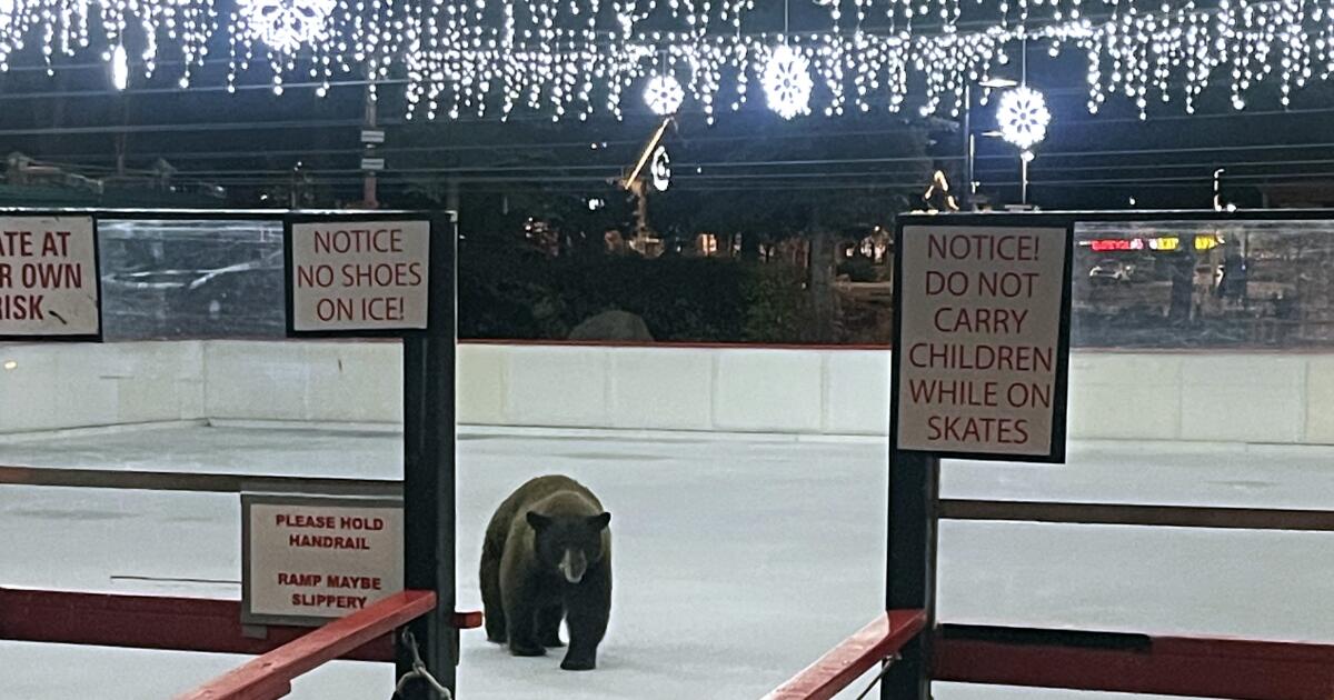 A black bear named Charlie explores the ice at the lake tahoe skating rink A black bear named Charlie explores the ice at the lake tahoe skating rink