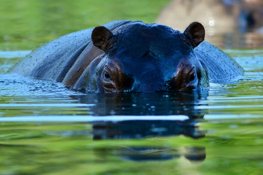 TOPSHOT-COLOMBIA-DRUGS-ESCOBAR-HIPPOS