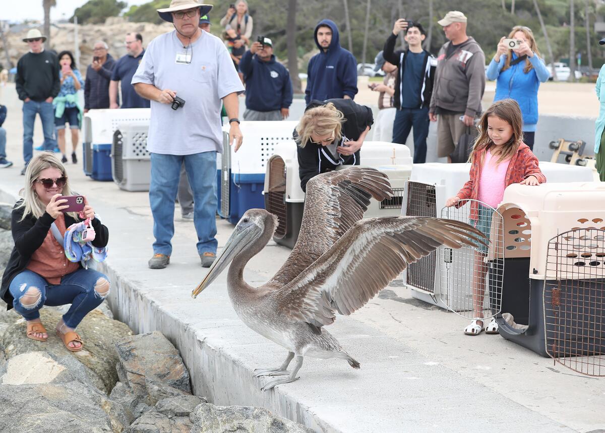 Several brown pelicans are released at Corona Del Mar State Beach Thursday.