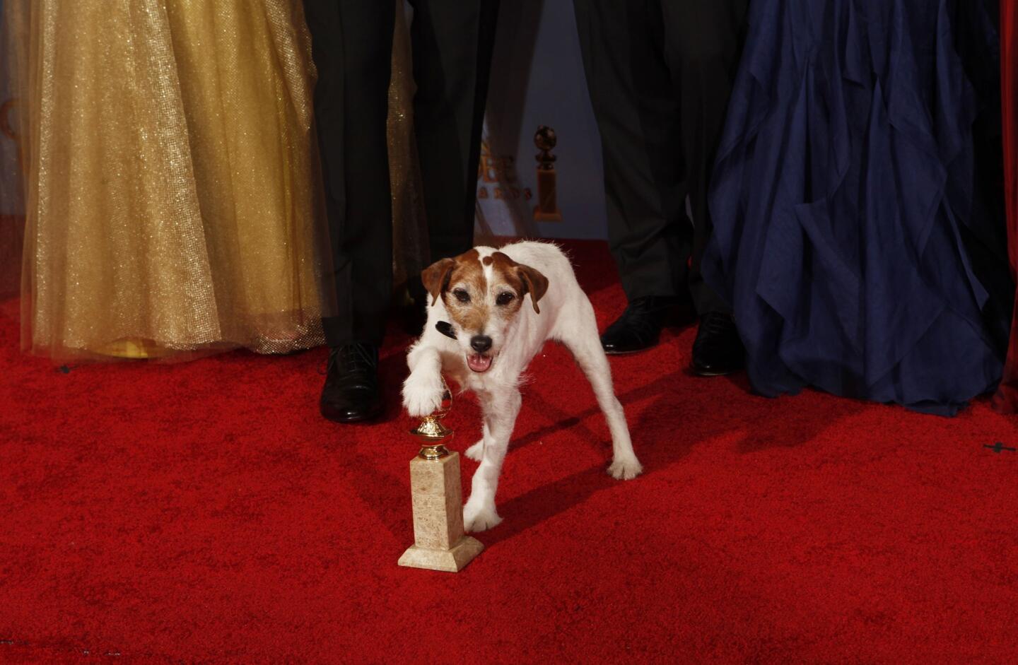Uggie shows off the award for best motion picture, musical or comedy, that went to "The Artist" at the 69th Golden Globe Awards at the Beverly Hilton.
